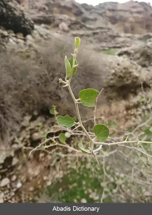عکس رملیگ