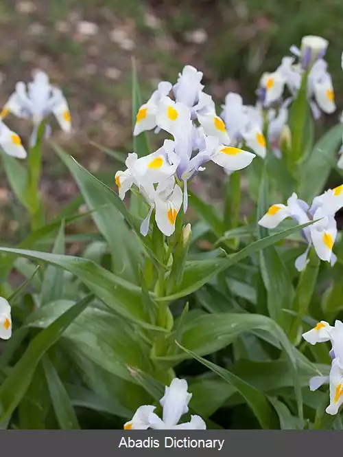 عکس زنبق پرشکوه