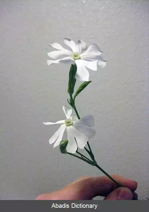 عکس سیلن غول پیکر
