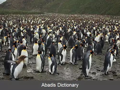 عکس کلنی پرنده