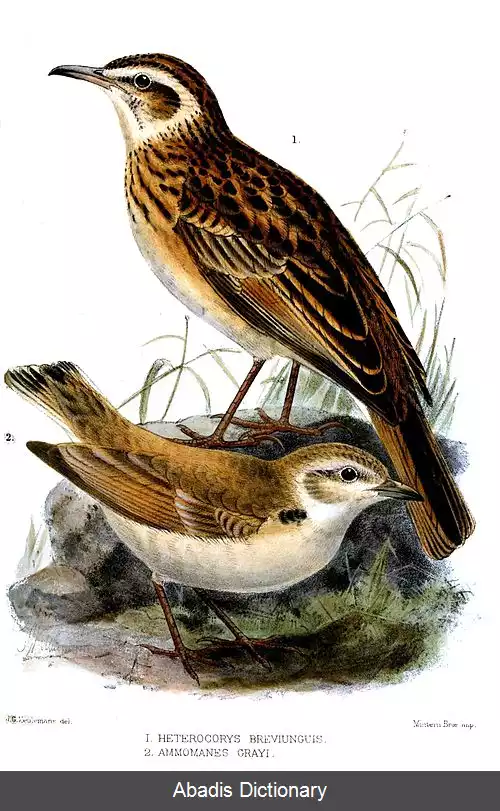 عکس چکاوک کوتاه پنجه