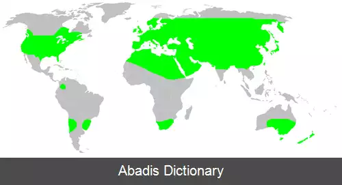عکس عنکبوت های شپش گیر