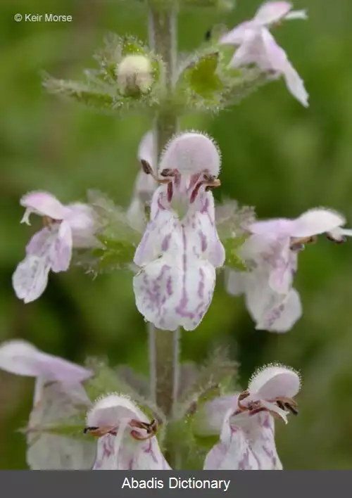 عکس سنبله ای ریجیدا