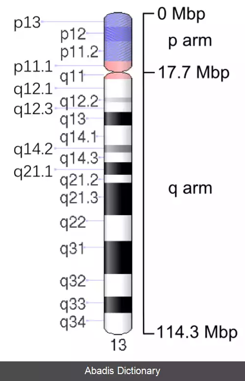 عکس کروموزوم ۱۳ (انسان)