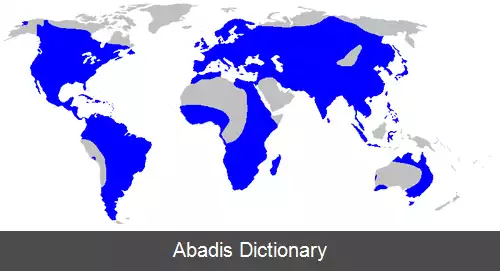 عکس قاشق واشیان