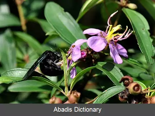 عکس زنبور درودگر خاوری