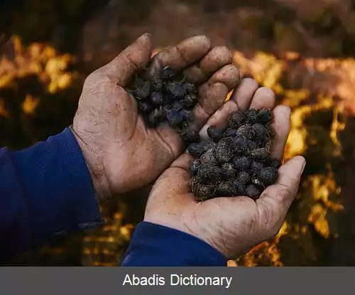عکس قهوه عاج سیاه