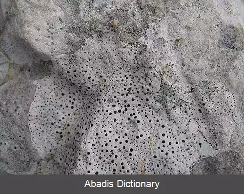 عکس وروکاریالس