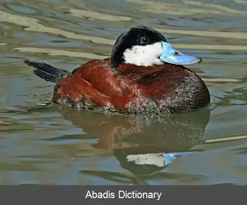 عکس اردک گلگون