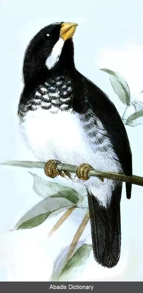 عکس دانه خوار لسن