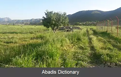 عکس کلکه جان