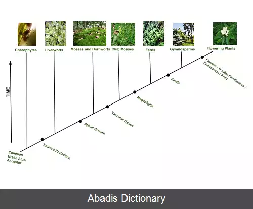 عکس تاریخ فرگشتی گیاهان