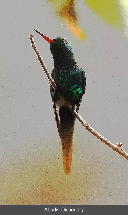 عکس زمردی کاکل زری