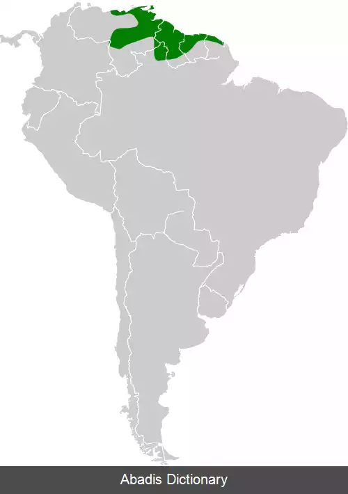 عکس زمردی سینه سفید