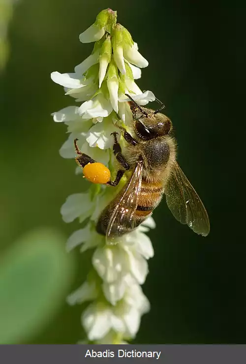 عکس گرده زنبور عسل