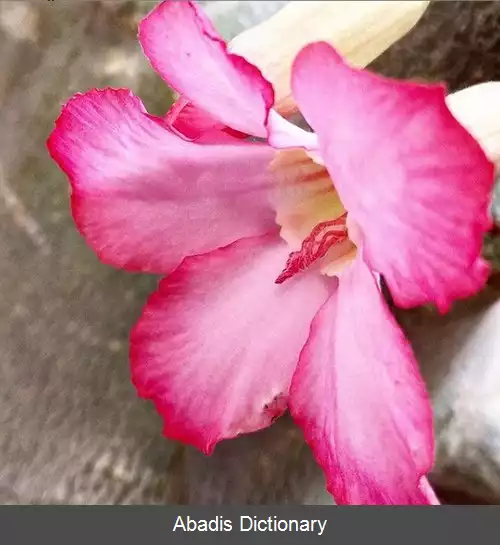 عکس آدنیوم عربی (عربیکوم)