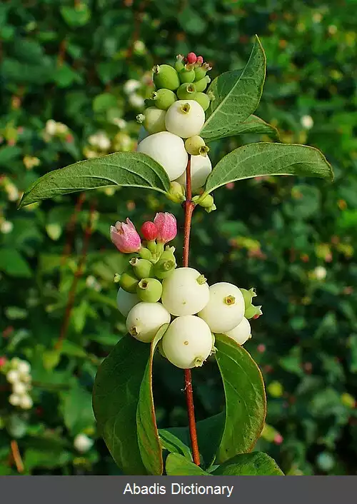 عکس مروارید سفید