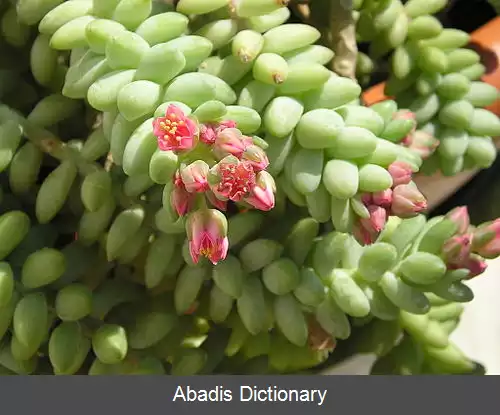 عکس دم الاغی