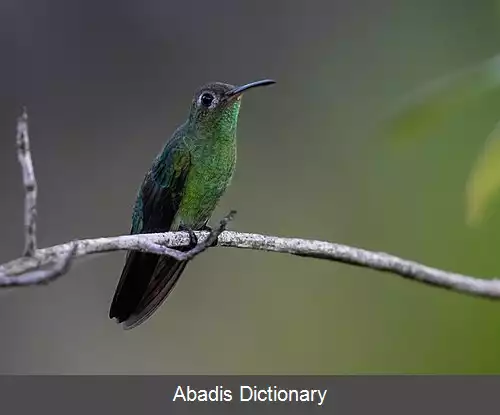 عکس زرین گلوی دم سبز