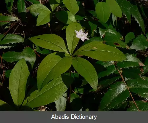 عکس گل ستاره پسفیک