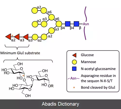 عکس مانوزیل الیگوساکارید گلوکوسیداز