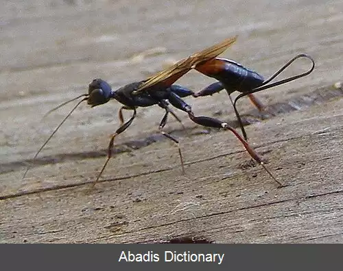 عکس زنبورهای تاج دار