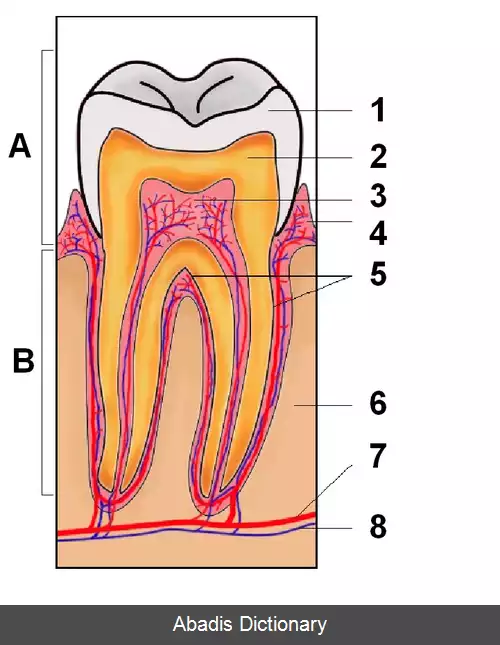 عکس دندان آسیاب