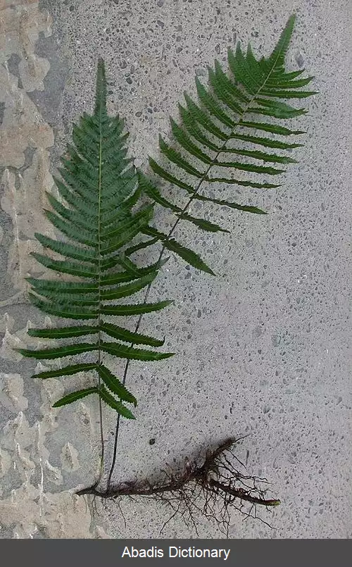 عکس سرخس باتلاقی