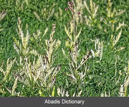 عکس کود کلات آهن