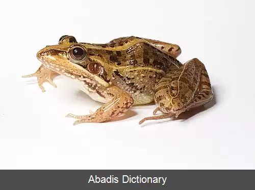 عکس قورباغگان علفزار