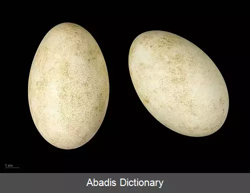 عکس غاز شاهنشاه