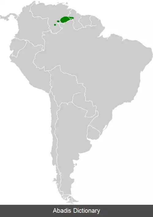 عکس زرین گلوی تپویی