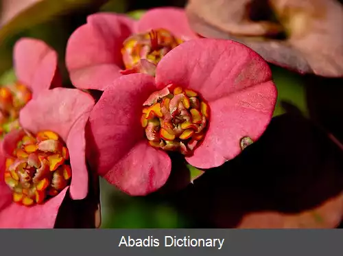 عکس فرفیون زینتی