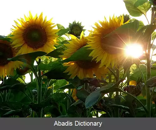 عکس فهرست تصورات نادرست رایج