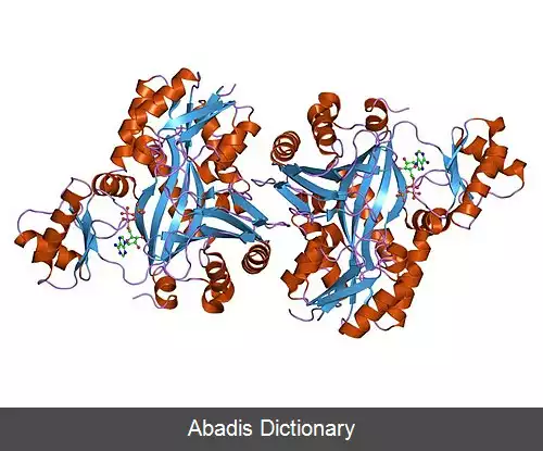 عکس کارباموئیل فسفات سنتتاز III