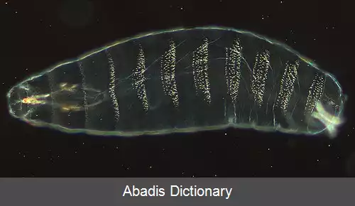 عکس رویان زایی مگس سرکه