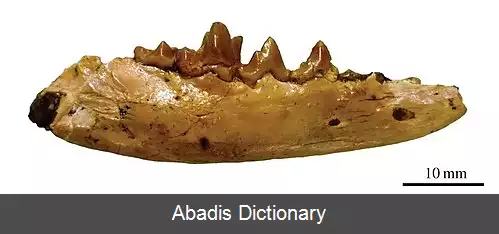 عکس فرشته خرسی سگ ها