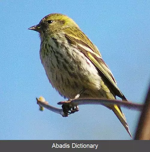 عکس سهره زرد اوراسیایی