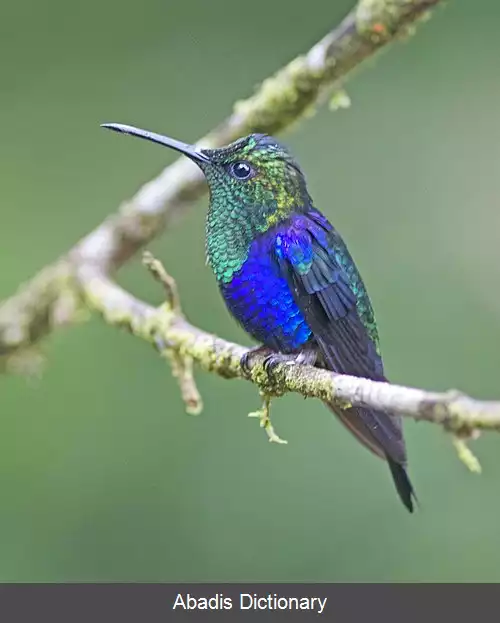 عکس چوب پری کاکلی