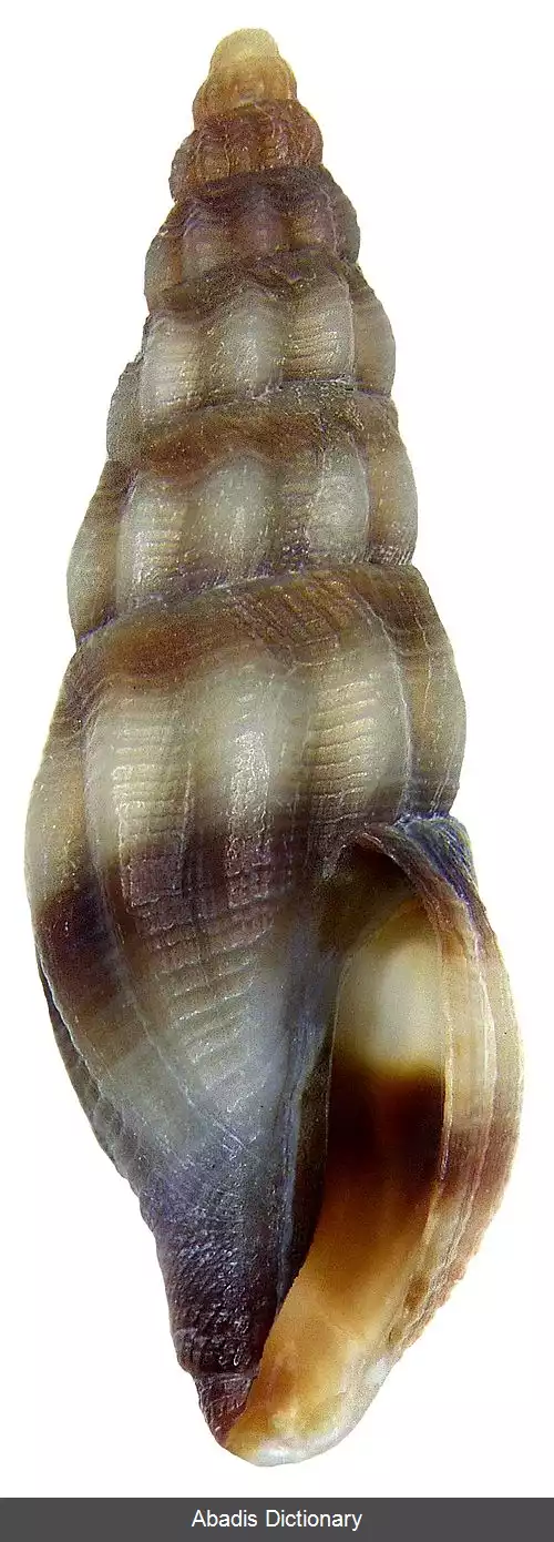 عکس قیفک های مانگلیا