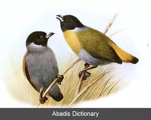 عکس سهره پشت زیتونی شلی