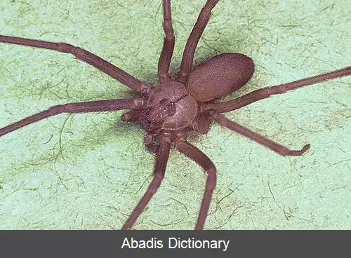 عکس عنکبوت های گوشه نشین