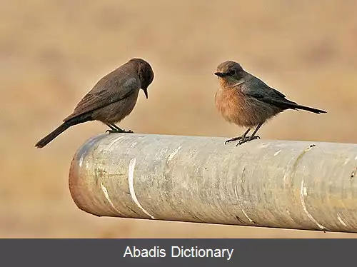 عکس چک سنگی قهوه ای