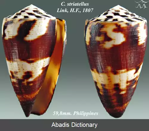 عکس قیفک نواری
