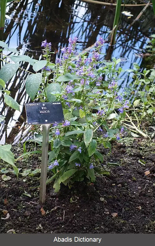 عکس زنبق لازستانی