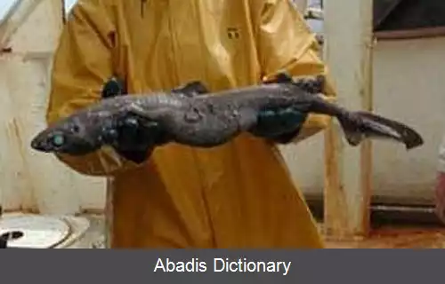 عکس سگ ماهی سیاه