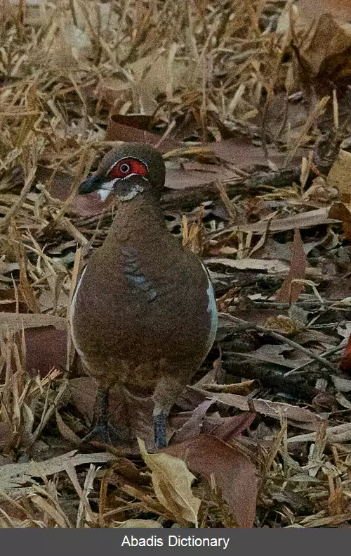 عکس کبوتر کبکی