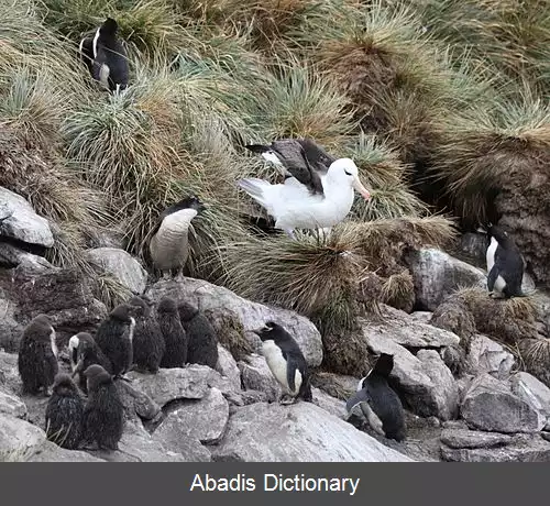 عکس استرالیاژرف مرغان