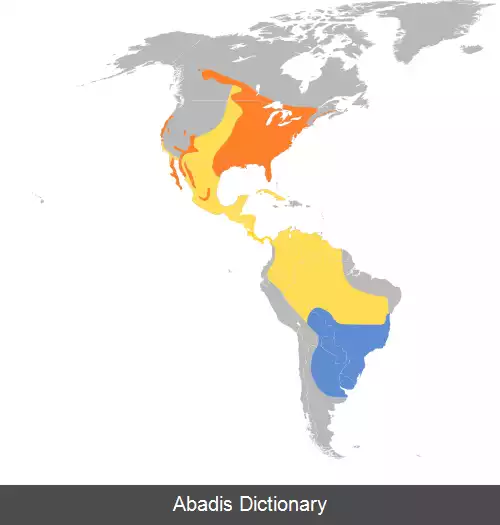 عکس چلچله ارغوانی