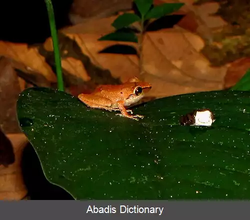 عکس قورباغه کاچابی